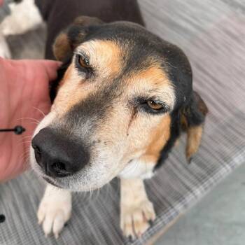 Oria -  Beagle and Mixed Breed Dog for Adoption in New York, New York - Oria | PetCurious