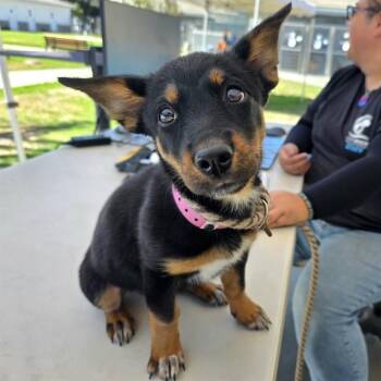 BENITA -  German Shepherd Dog Dog for Adoption in Long Beach, California - BENITA | PetCurious