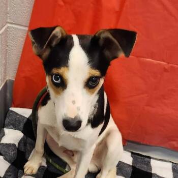 Gandalf -  Mixed Breed Dog for Adoption in Aldie, Virginia - Gandalf | PetCurious