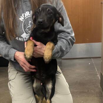 Shepherd and Mixed Breed Dogs Available for Adoption - Jetson | PetCurious