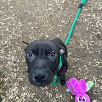 Mixed Breed Dogs Available for Adoption - Debbie Lynn | PetCurious