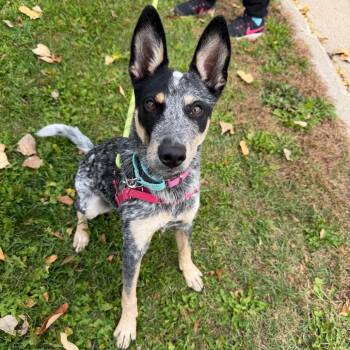 Firefly -  Mixed Breed Dog for Adoption in Oshkosh, Wisconsin - Firefly | PetCurious