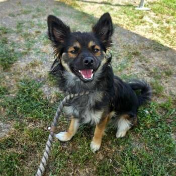Chihuahua and Mixed Breed Dogs Available for Adoption in Long Beach, California - MISO | PetCurious