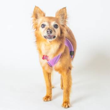 Fairy Flax 14067 -  Pomeranian and Chihuahua Dog for Adoption in San Francisco, California - Fairy Flax 14067 | PetCurious