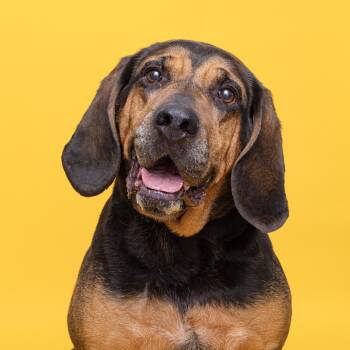 Rescue Coonhound Dogs for Adoption in Franklin, Tennessee - Lucy Lu | PetCurious