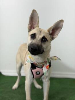 Belgian Shepherd Malinois and German Shepherd Dog Dogs Available for Adoption - Liz | PetCurious