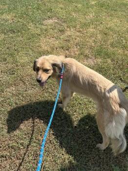 A479449 -  Collie and Mixed Breed Dog for Adoption in Oklahoma City, Oklahoma - A479449 | PetCurious