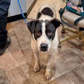 Muddy -  Mixed Breed Dog Available for Adoption in Boaz, Alabama - Muddy | PetCurious