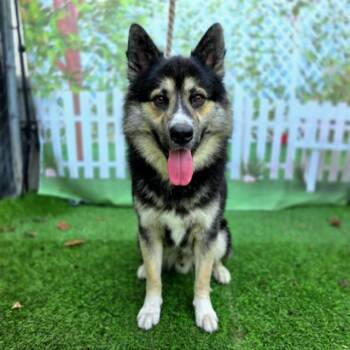 POCKETS -  German Shepherd Dog and Mixed Breed Dog for Adoption in Long Beach, California - POCKETS | PetCurious
