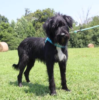 Murphy -  Labradoodle Dog for Adoption in Winchester, Tennessee - Murphy | PetCurious