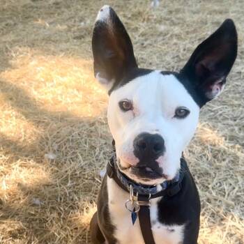 Mixed Breed Dogs Available for Adoption in Houston, Texas - Lil Blizzy | PetCurious