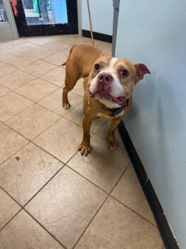 Pit Bull Terrier Dogs Available for Adoption in Marion, Ohio - Tank | PetCurious