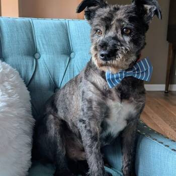 Rocky -  Miniature Schnauzer Dog for Adoption in Homer Glen, Illinois - Rocky | PetCurious