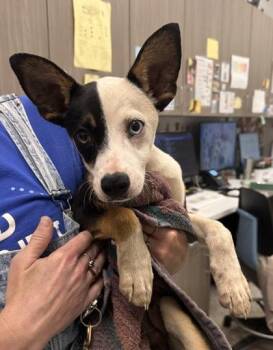 Jake -  Mixed Breed Dog for Adoption in Kansas City, Missouri - Jake | PetCurious
