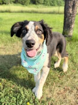 Liam -  Mixed Breed Dog for Adoption in Menomonie, Wisconsin - Liam | PetCurious