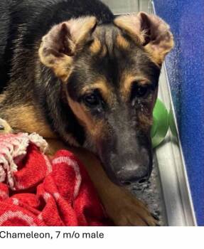 Chameleon -  German Shepherd Dog and Shepherd Dog for Adoption in Oswego, Illinois - Chameleon | PetCurious