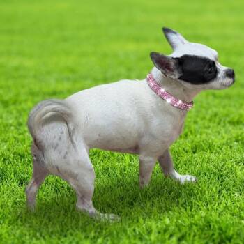 Brandi -  Chihuahua and Pug Dog for Adoption in Las Vegas, Nevada - Brandi | PetCurious