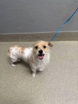 Terrier Dogs Available for Adoption in Las Vegas, Nevada - LIL GUY | PetCurious