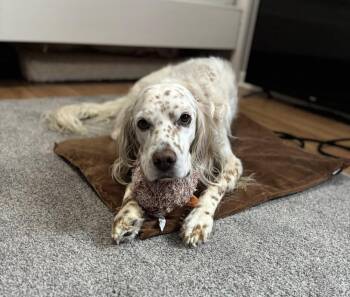 English Setter Dogs Available for Adoption - Available For Adoption - Rex (IL, USA) | PetCurious