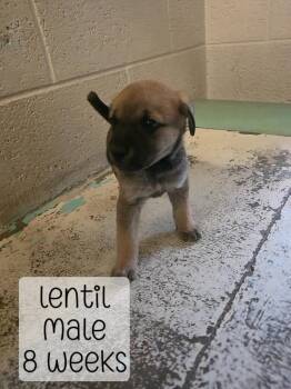 Lentil -  Mixed Breed Dog for Adoption in Holbrook, Arizona - Lentil | PetCurious