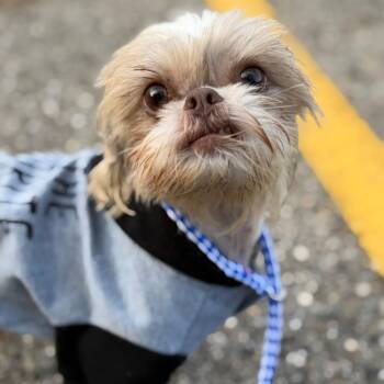 Abigail -  Shih Tzu Dog for Adoption in Grand Rapids, Michigan - Abigail | PetCurious