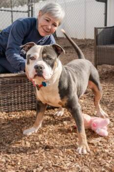 Mixed Breed Dogs Available for Adoption in Chamblee, Georgia - Gage | PetCurious