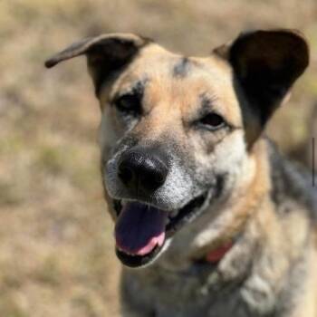 Rescue German Shepherd Dog Dogs for Adoption in Wilton, California - Mylie Cyrus | PetCurious