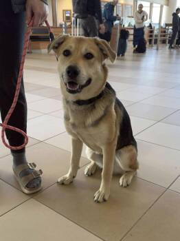 Rescue Mixed Breed Dogs for Adoption in Vaughan, Ontario - Biscuit | PetCurious
