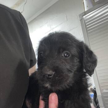 Labrador Retriever and Mixed Breed Dogs Available for Adoption in Clanton, Alabama - Isabella | PetCurious