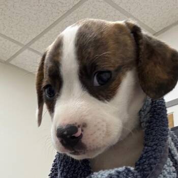 Jack -  Mixed Breed Dog for Adoption in Rockville, Maryland - Jack | PetCurious