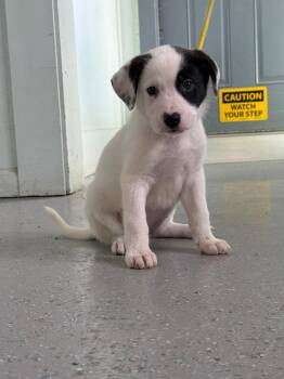 Lydia -  Mixed Breed Dog for Adoption in Kingsland, Georgia - Lydia | PetCurious