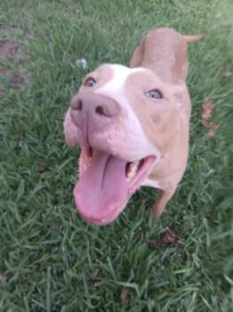 Rescue Pit Bull Terrier and Mixed Breed Dogs for Adoption in Texas City, Texas - GINGER | PetCurious