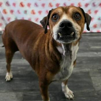 Beagle and Chihuahua Dogs Available for Adoption - Boxcar Willie | PetCurious