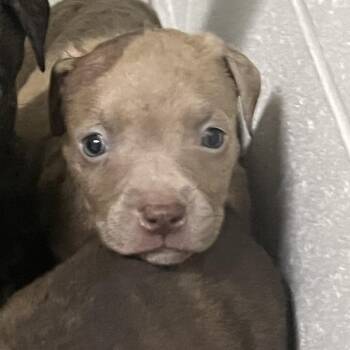 Nugget -  Pit Bull Terrier Dog for Adoption in Richmond Hill, Georgia - Nugget | PetCurious