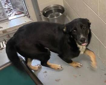 Mixed Breed Dogs Available for Adoption - Cocoa | PetCurious