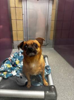 Elmer -  Chihuahua Dog for Adoption in Greenfield, Indiana - Elmer | PetCurious