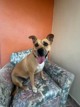 Labrador Retriever Dogs Available for Adoption - Mila | PetCurious