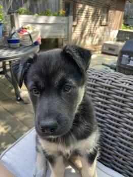 German Shepherd Dog and Husky Dogs Available for Adoption in Toronto, Ontario - Nova | PetCurious
