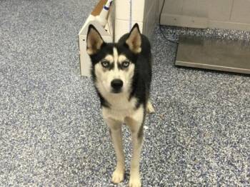 BARK RUFFALO -  Husky and Mixed Breed Dog for Adoption in Thousand Palms, California - BARK RUFFALO | PetCurious
