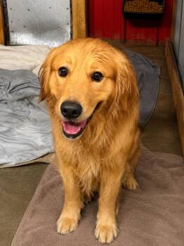 CARTER 425 -  Golden Retriever Dog for Adoption in New Berlin, Wisconsin - CARTER 425 | PetCurious