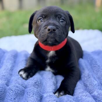 Mixed Breed Dogs Available for Adoption in Huntsville, Alabama - Boomer | PetCurious