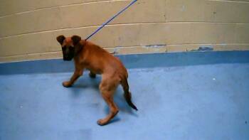 German Shepherd Dog and Mixed Breed Dogs Available for Adoption in Tulsa, Oklahoma - LION | PetCurious