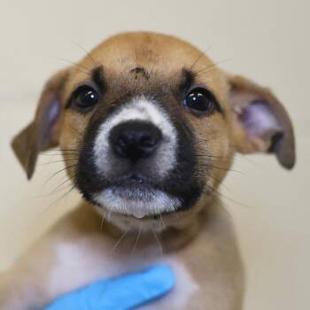 BERLIN -  American Staffordshire Terrier Dog for Adoption in San Antonio, Texas - BERLIN | PetCurious