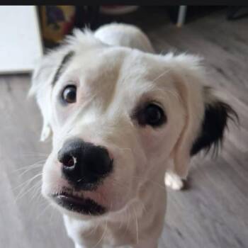 Juno -  Mixed Breed Dog for Adoption in Martinsburg, West Virginia - Juno | PetCurious