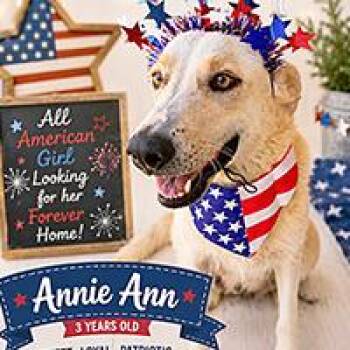 Annie Ann -  Yellow Labrador Retriever Dog for Adoption in Thousand Oaks, California - Annie Ann | PetCurious