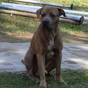 Mixed Breed Dogs Available for Adoption in Columbus, Georgia - 04/22/2026-Stray-MunsonDrive | PetCurious