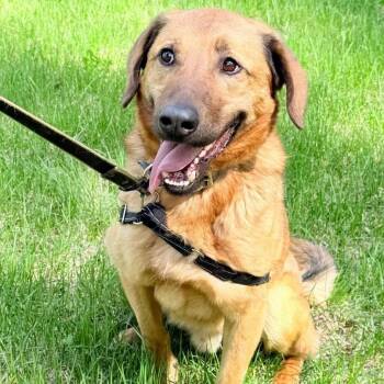 Frodo -  Shepherd and Labrador Retriever Dog for Adoption in Morristown, New Jersey - Frodo | PetCurious