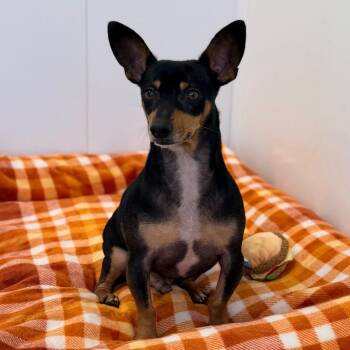 Mission -  Chihuahua Dog for Adoption in Green Bay, Wisconsin - Mission | PetCurious