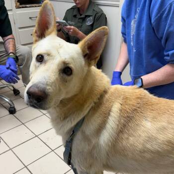 TUSC-Stray-86036 -  Shepherd and Mixed Breed Dog for Adoption in Tuscaloosa, Alabama - TUSC-Stray-86036 | PetCurious