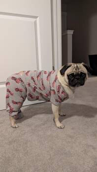 Alby -  Pug Dog for Adoption in Eagle, Idaho - Alby | PetCurious